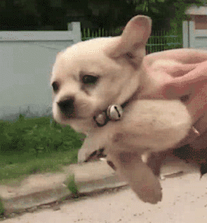 허공에서 수영하는 댕댕이.gif | 인스티즈