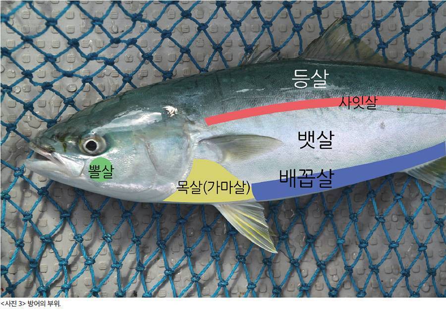 겨울철 방어(혐오주의) | 인스티즈