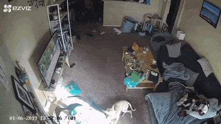 누가 우리 집 tv를 부숴서 CCTV를 돌려봤더니.gif | 인스티즈