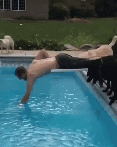 주인이 너무 좋은 댕댕이 | 인스티즈