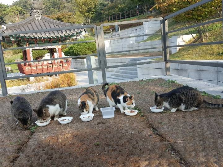 뚠냥이들의 보스 대빵이 | 인스티즈