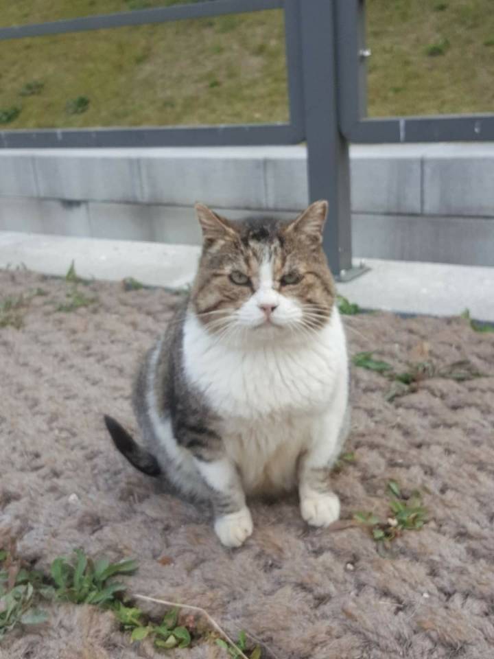 뚠냥이들의 보스 대빵이 | 인스티즈