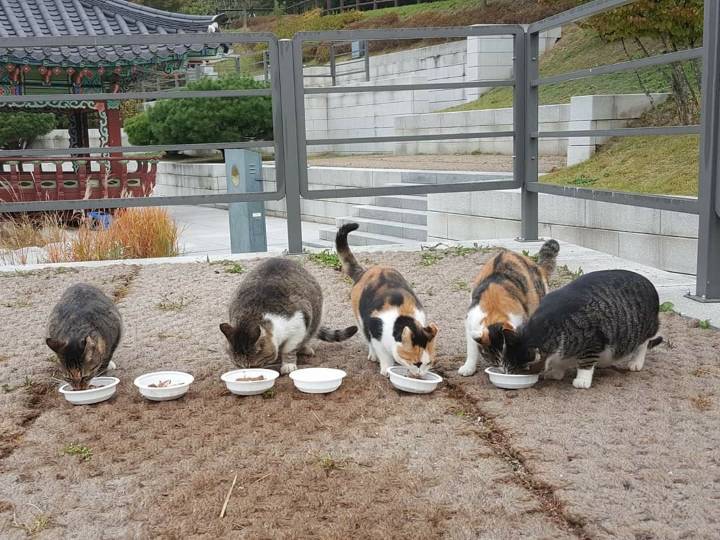 뚠냥이들의 보스 대빵이 | 인스티즈