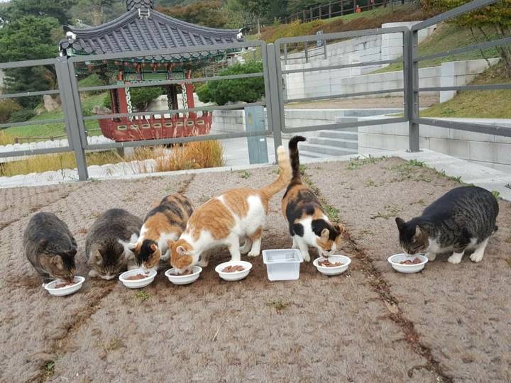 뚠냥이들의 보스 대빵이 | 인스티즈