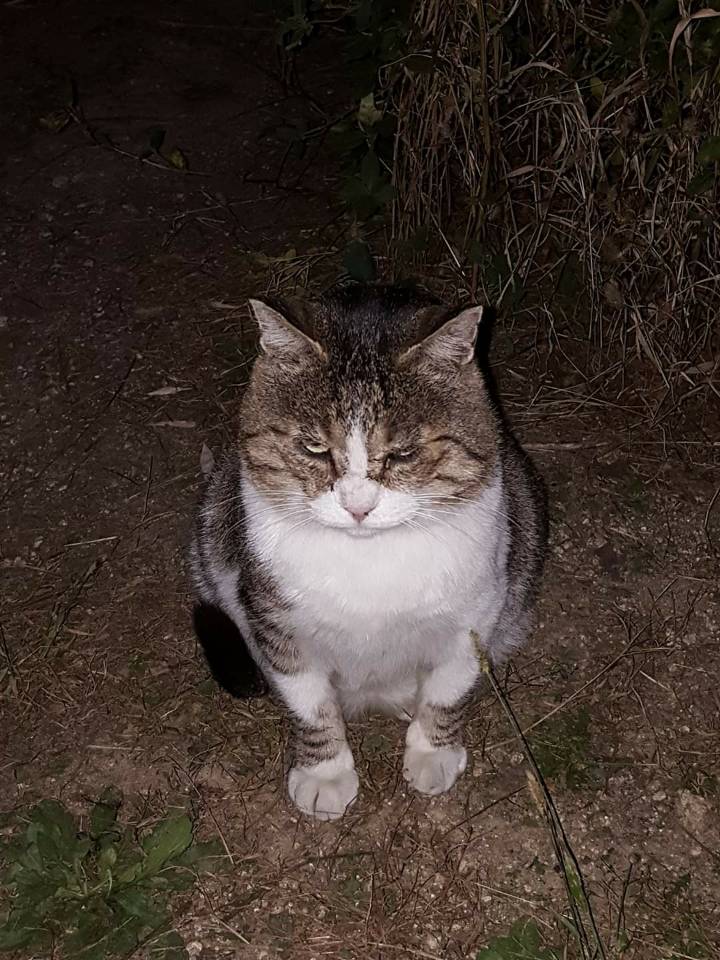 뚠냥이들의 보스 대빵이 | 인스티즈