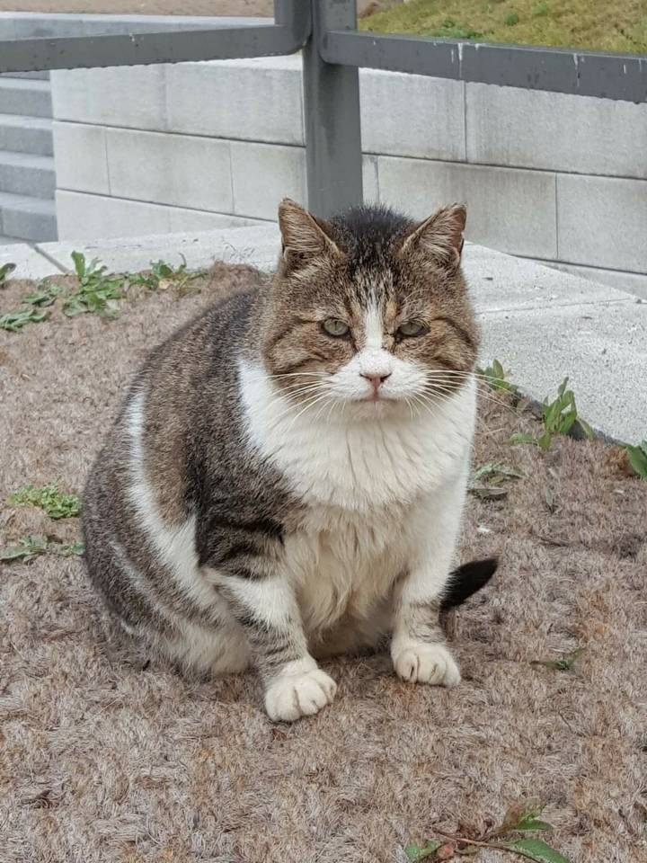 뚠냥이들의 보스 대빵이 | 인스티즈