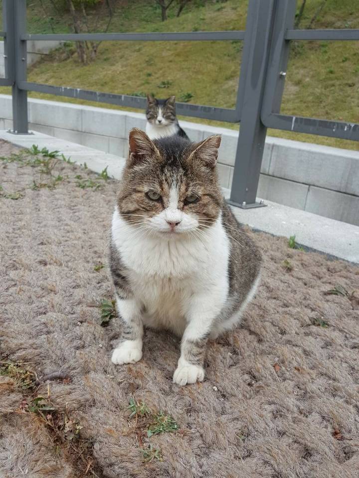 뚠냥이들의 보스 대빵이 | 인스티즈