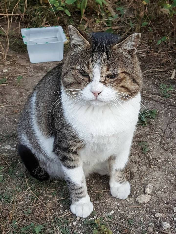 뚠냥이들의 보스 대빵이 | 인스티즈