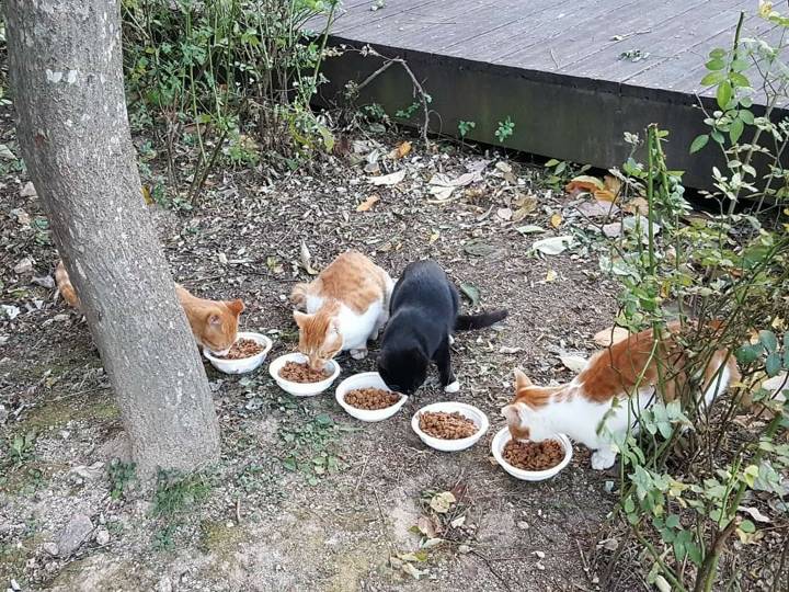 뚠냥이들의 보스 대빵이 | 인스티즈