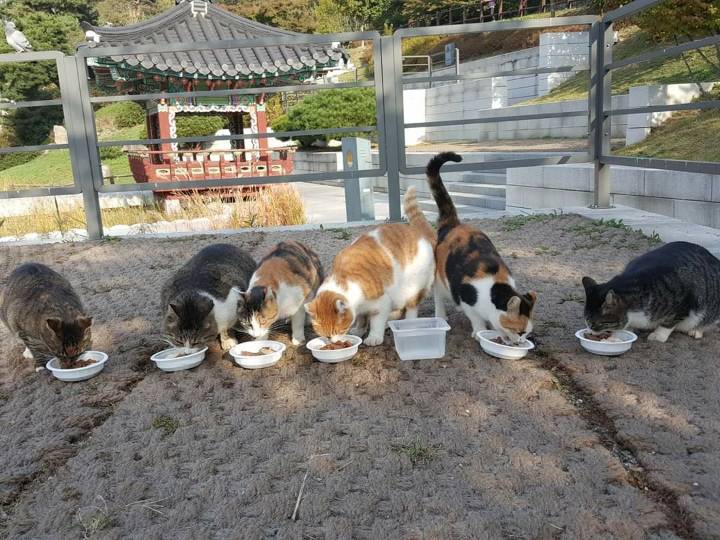 뚠냥이들의 보스 대빵이 | 인스티즈