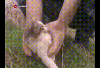 고양이야 앞으로는 거기서 행복하게 살아야돼 | 인스티즈