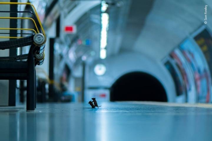 런던 지하철에서 멱살잡이 하는 쥐 | 인스티즈