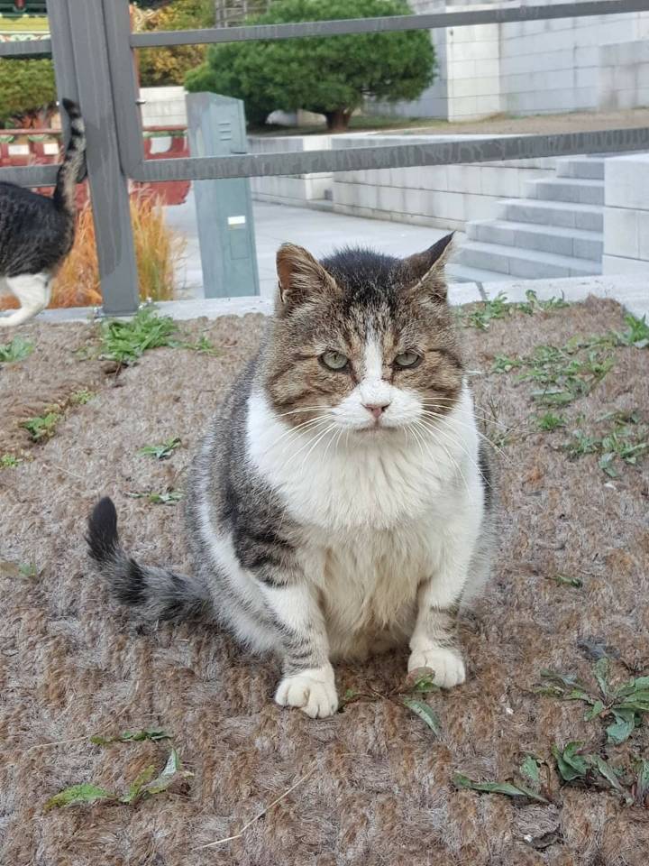 뚠냥이들의 보스 대빵이 | 인스티즈