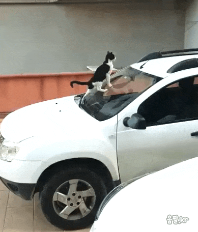 자동차에 똥싸는 고양이 | 인스티즈