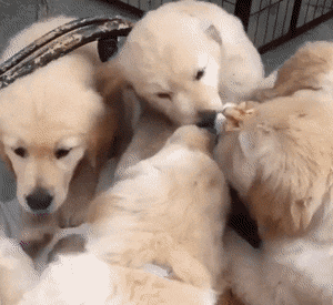 [주의] 강아지 여러 마리가 고양이 한 마리를 인정사정없이 무자비하게.. | 인스티즈