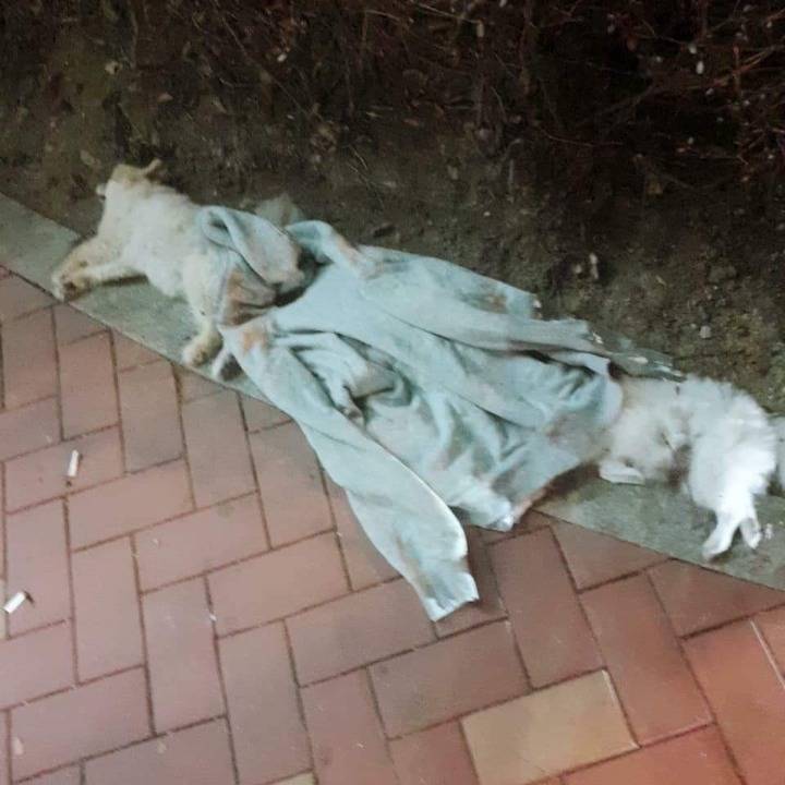 강아지 세 마리를 건물에서 던져 죽인 사건 발생 (혐오주의) | 인스티즈