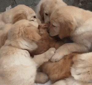 [주의] 강아지 여러 마리가 고양이 한 마리를 인정사정없이 무자비하게.. | 인스티즈