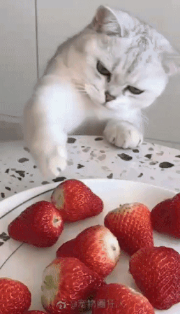 딸기가 먹고 싶은 고양이 | 인스티즈