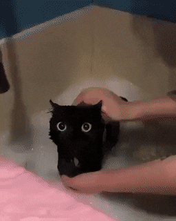 얌전하게 목욕받는 고양이.gif | 인스티즈