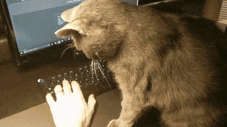 날 만지라는 고양이.gif | 인스티즈