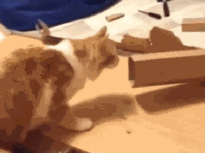 무리수 시전하는 냥이 | 인스티즈