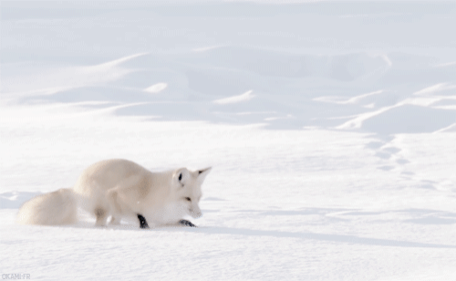 북극 여우 따라하는 북극곰 | 인스티즈
