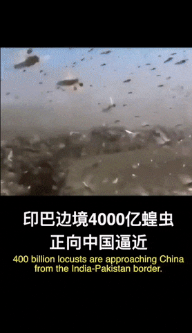중국 대왕메뚜기 4000억마리 해결책 떳다! | 인스티즈