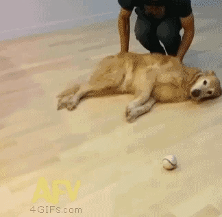 귀찮은데 공은 잡고 싶음.gif | 인스티즈