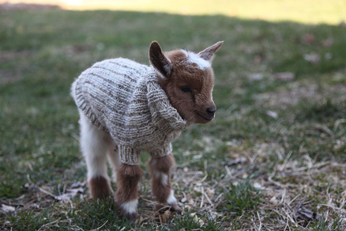 스웨터 입은 아기염소 | 인스티즈