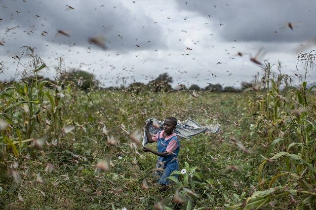 현재 중국에서 계획중인 아프리카 메뚜기떼 방어 상황 정리 | 인스티즈