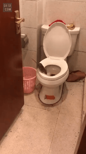 1층 화장실 변기를 조심해야 하는 이유 gif | 인스티즈