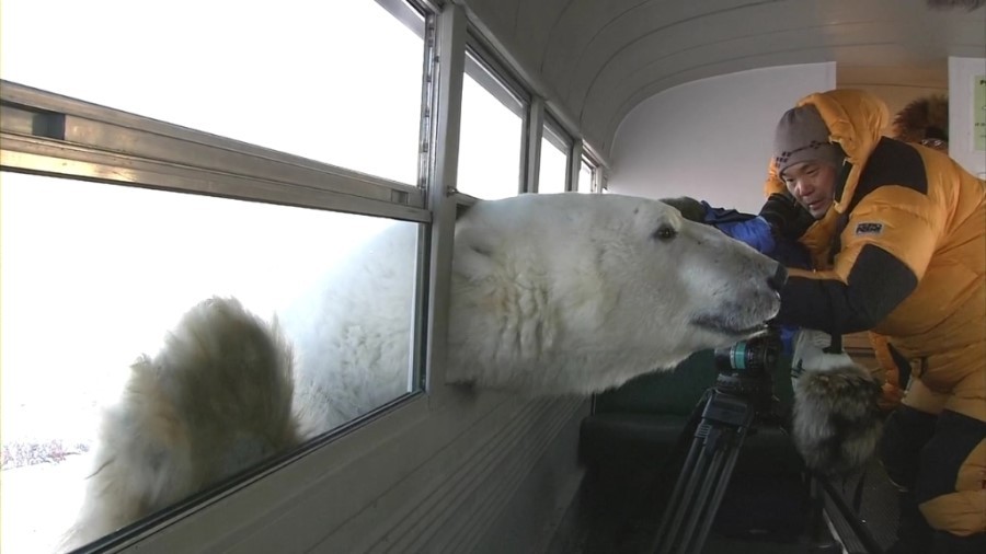 북극곰 실제크기.jpg | 인스티즈