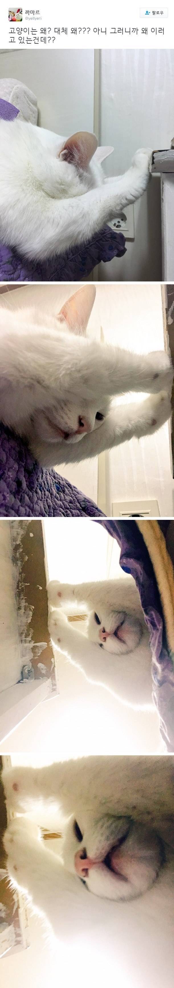 고양이는 대체 왜 이러나? | 인스티즈