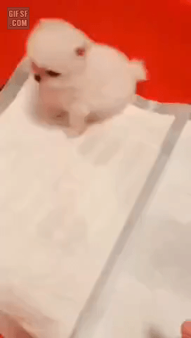 강아지를 툭툭 치며 괴롭히니까 강아지가 화내는데 귀여운짤 | 인스티즈