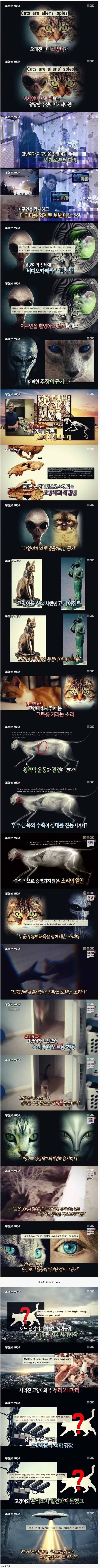 고양이는 사실 외계인의 스파이다? | 인스티즈