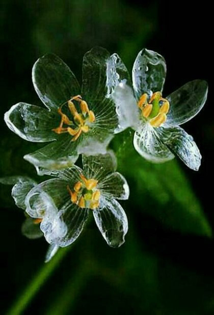 비를 맞으면 투명해지는 꽃 | 인스티즈