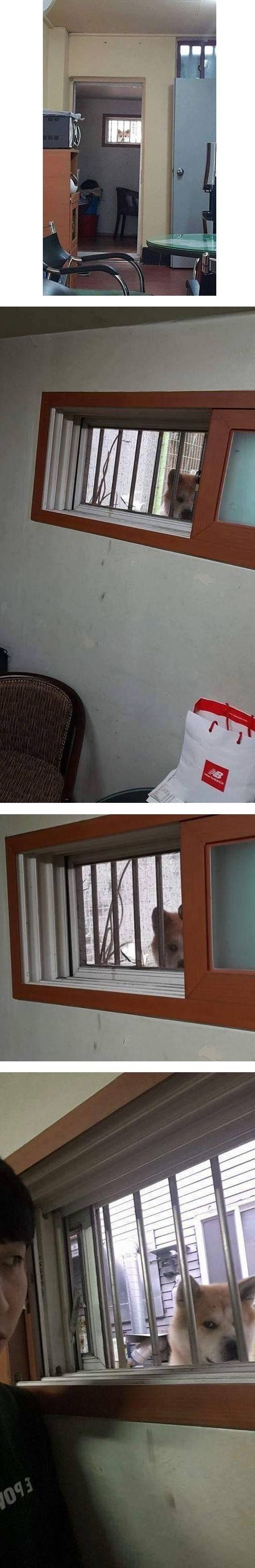 [유머] 반지하에사는데,앞집 개_새_끼가 자꾸 훔쳐보네요...가생이펌 | 인스티즈