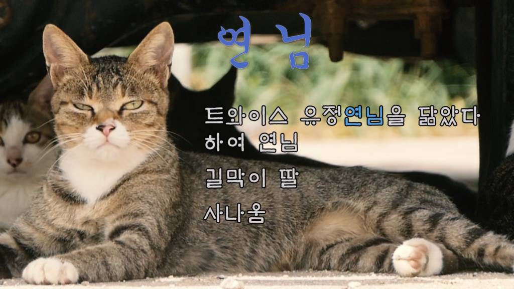 Haha ha 고양이들 냥계도 | 인스티즈