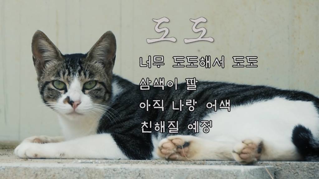 Haha ha 고양이들 냥계도 | 인스티즈