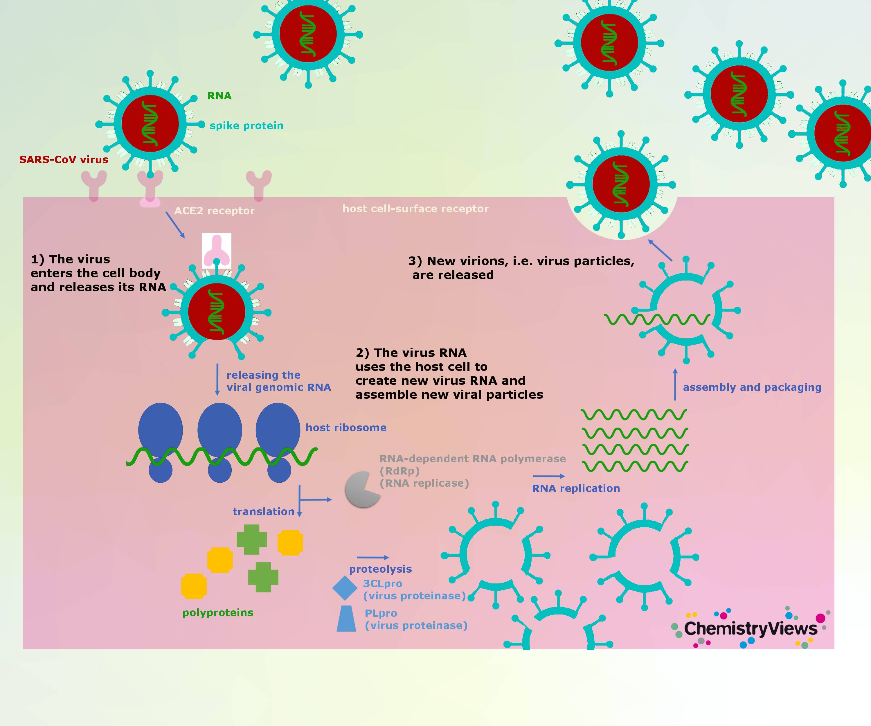 РНК coronavirus SARS-cov-2