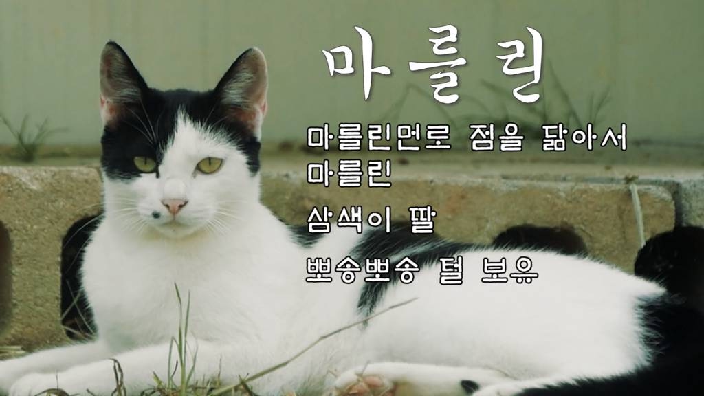 Haha ha 고양이들 냥계도 | 인스티즈