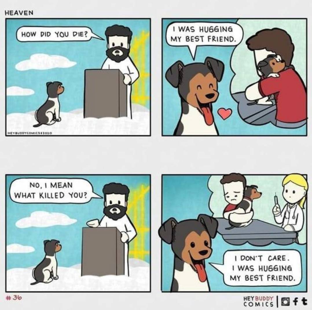 천국에 간 멍멍이.JPG | 인스티즈