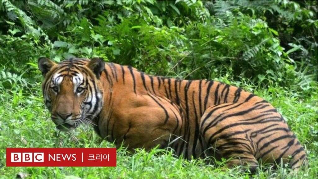 호랑이 실물 느낌 | 인스티즈