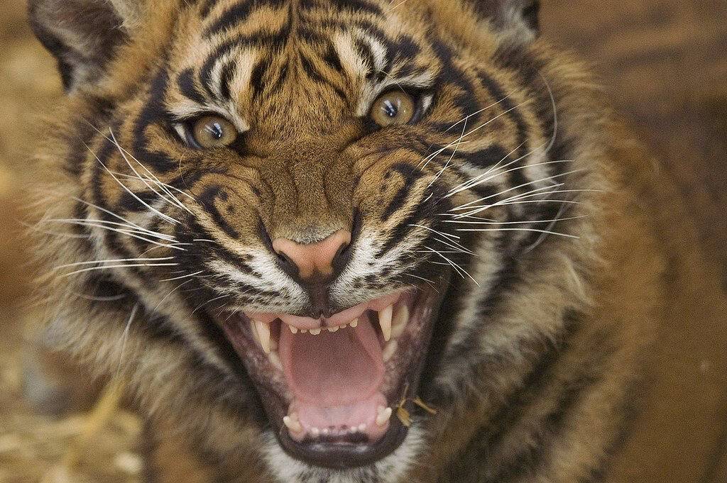 호랑이 실물 느낌 | 인스티즈