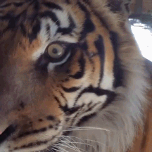 호랑이 실물 느낌 | 인스티즈