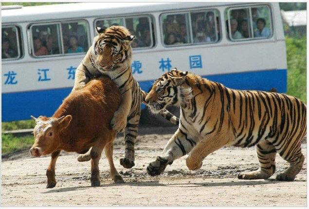 호랑이 실물 느낌 | 인스티즈