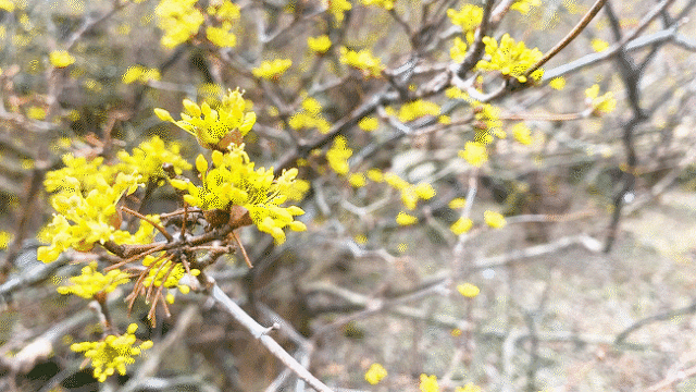 노란 봄의 향연 구례 산수유! 대리만족 하고 가세요! | 인스티즈