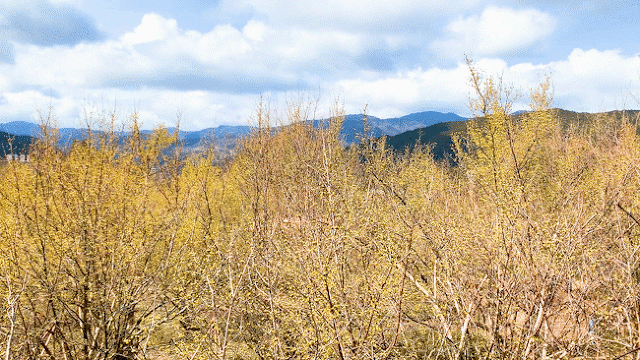 노란 봄의 향연 구례 산수유! 대리만족 하고 가세요! | 인스티즈