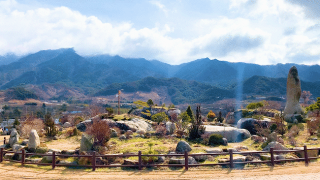 노란 봄의 향연 구례 산수유! 대리만족 하고 가세요! | 인스티즈
