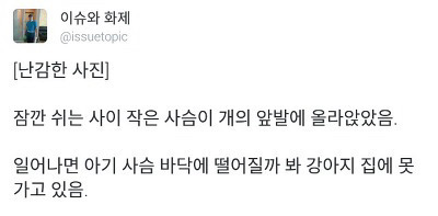 집에 못가고 있는 난감한 강아지.jpg | 인스티즈